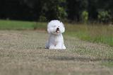 BICHON FRISE 481